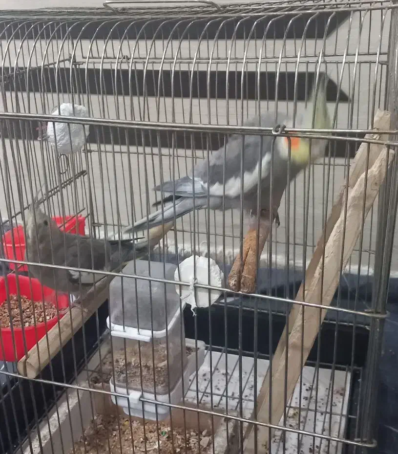 عروس هلندی|پرنده|کاشان, آیت الله سعیدی|دیوار