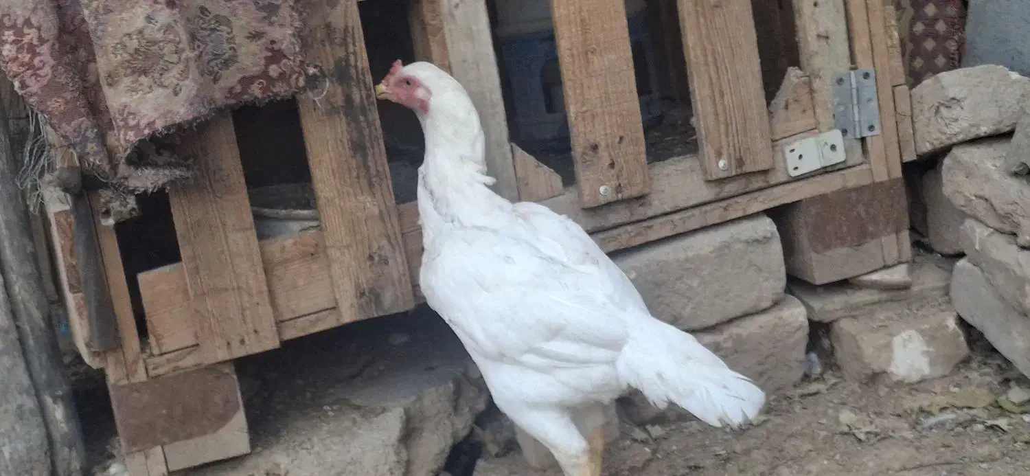 مرغ لاری|حیوانات مزرعه|الوند, |دیوار