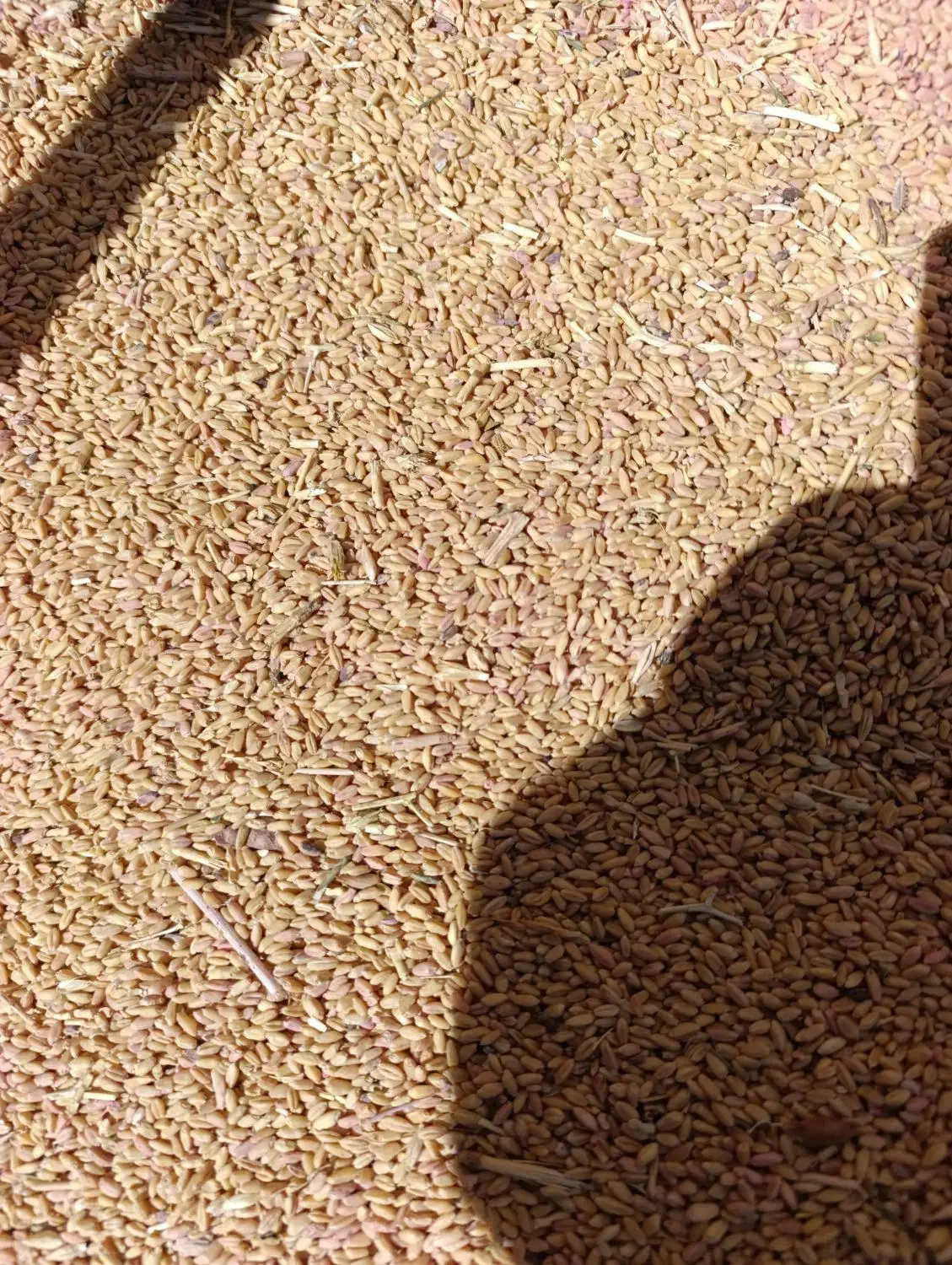 گندم|عمدهفروشی|ارژن, |دیوار