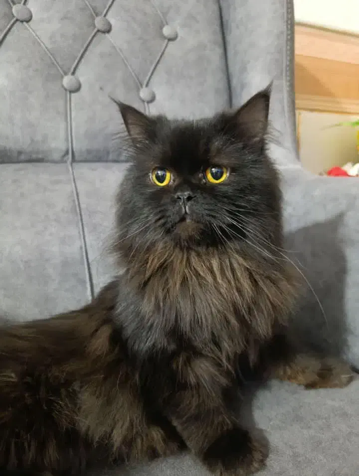 گربه|گربه|سمنان, |دیوار