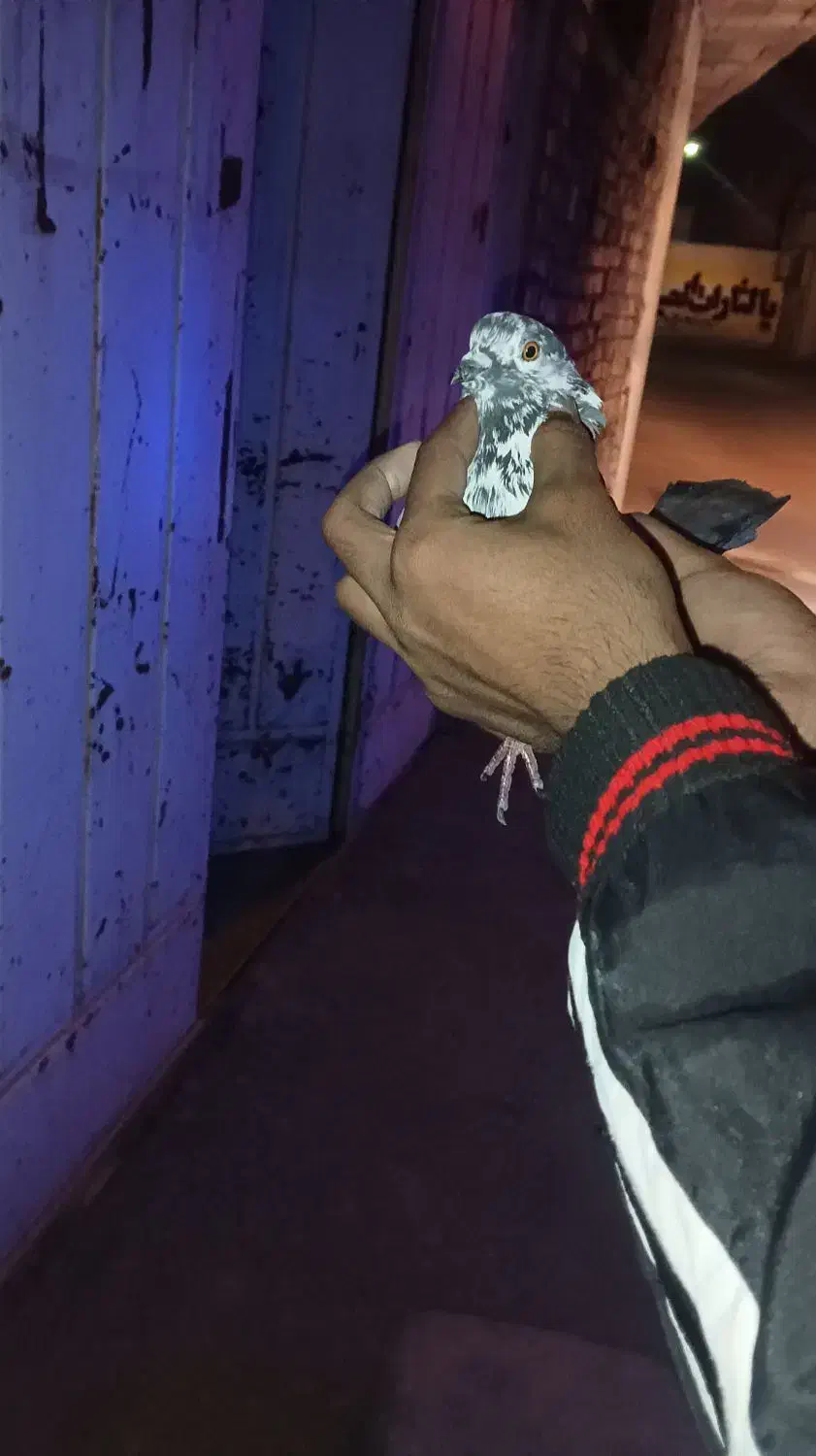 کبوتر|پرنده|برخوار, |دیوار