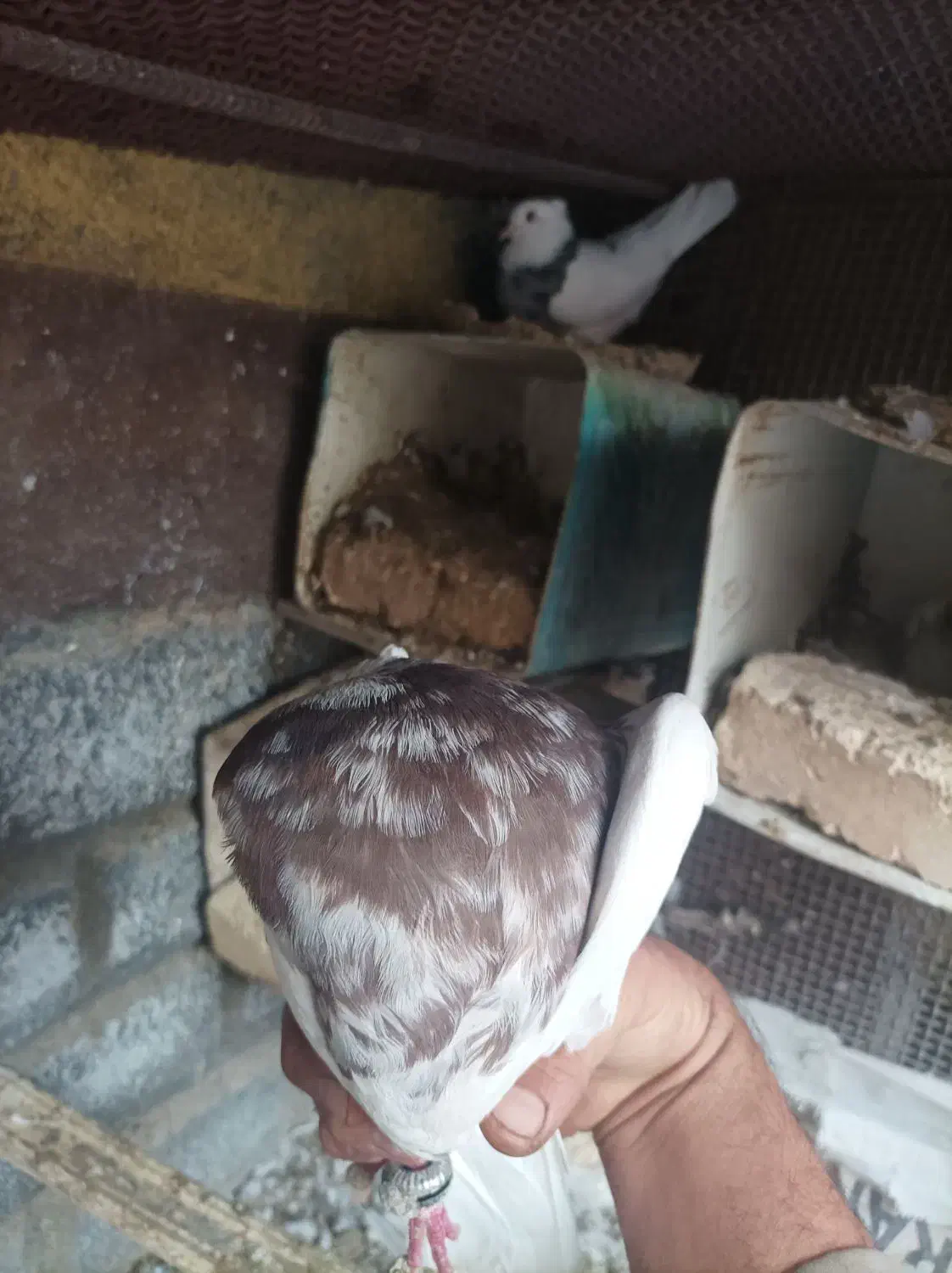 سه جفت کبوتر اصلی درجه یک حراج|پرنده|لنجان, |دیوار