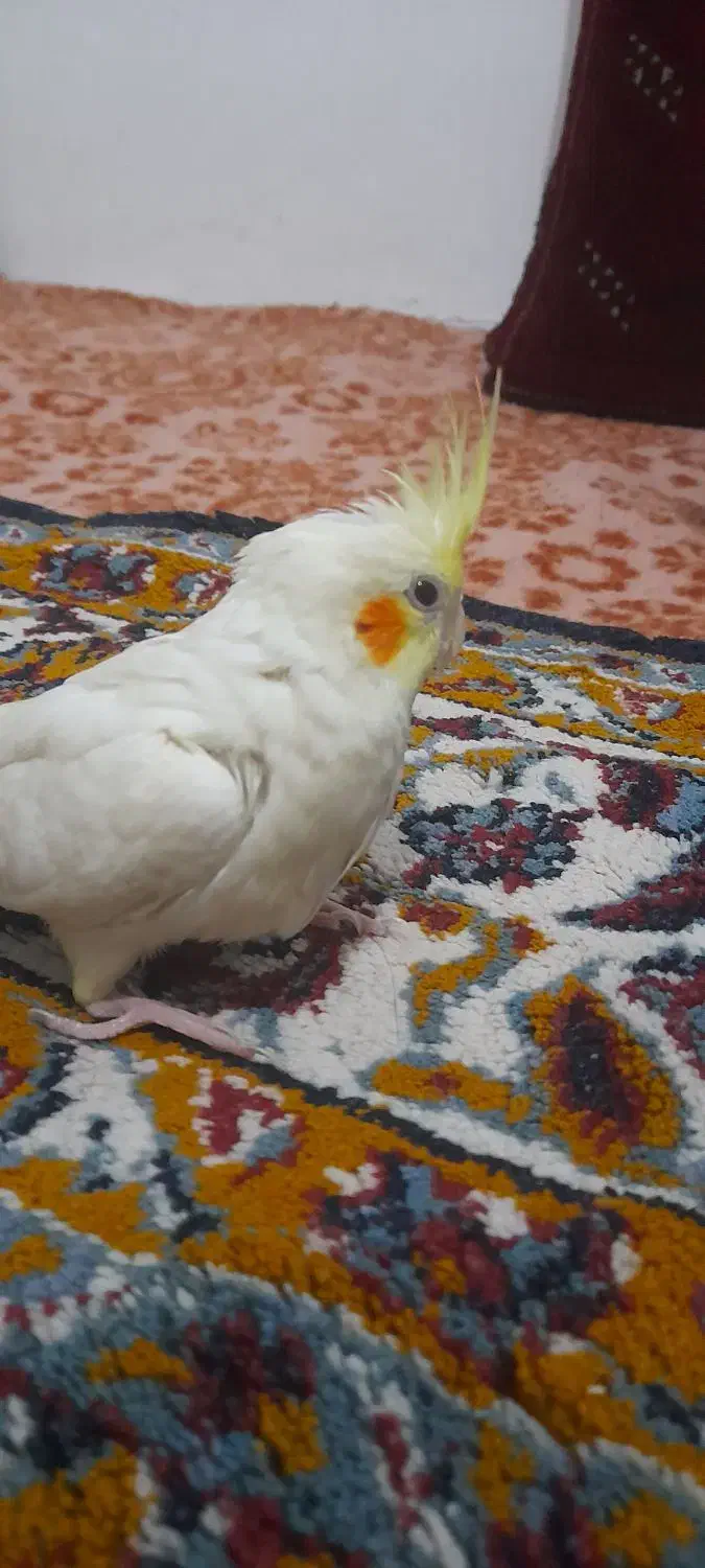 جوجه عروس|پرنده|مشهد, شهید احمدی روشن|دیوار