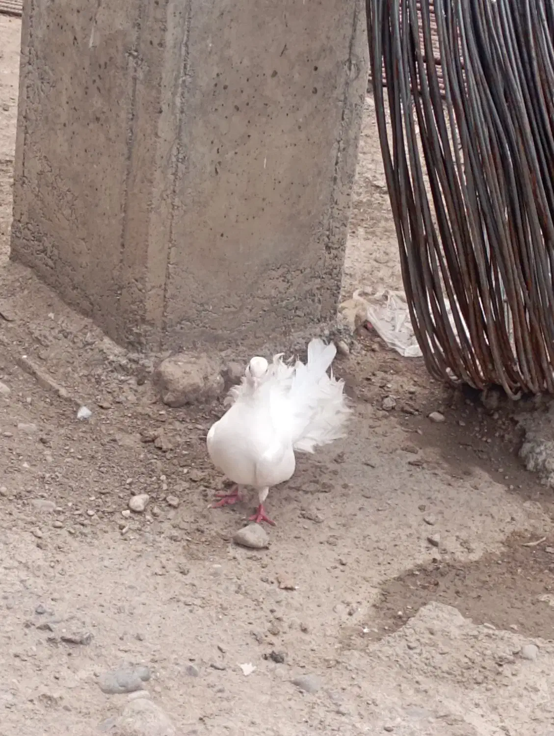 کبوتر دم چتری|پرنده|گرگان, |دیوار