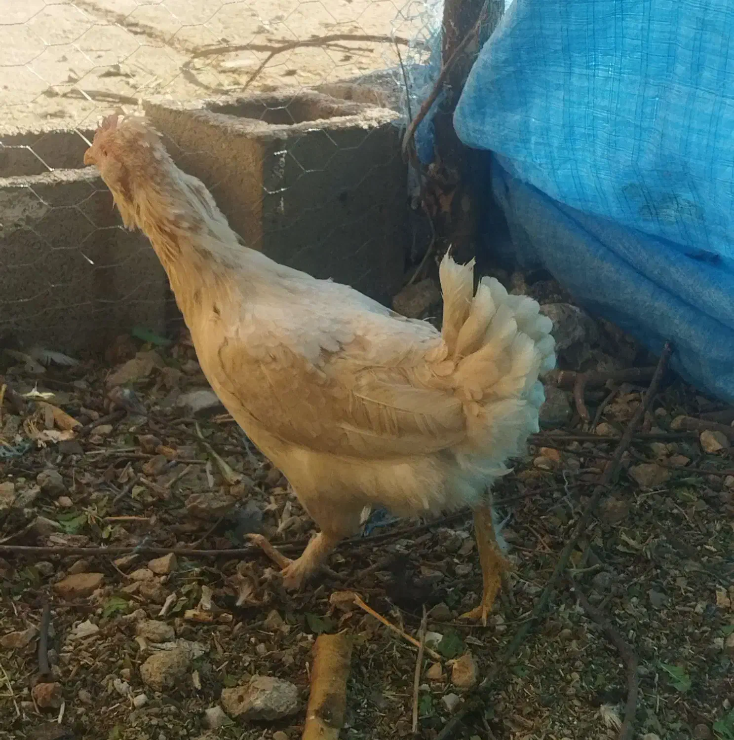 مرغ گلین پابر ریشی معاوضه با غاز|حیوانات مزرعه|یاسوج, |دیوار