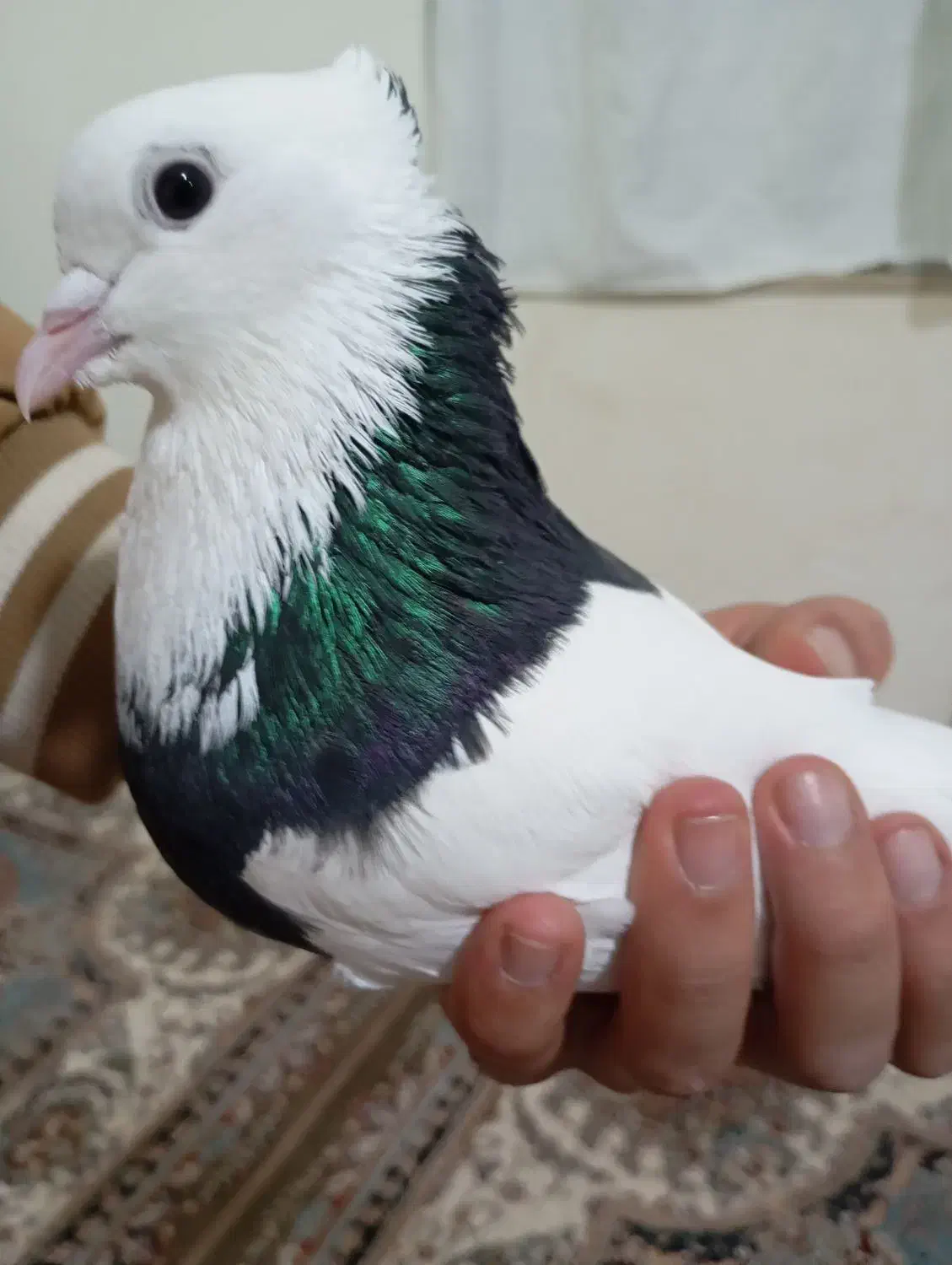 طوقی نر|پرنده|اسفراین, |دیوار