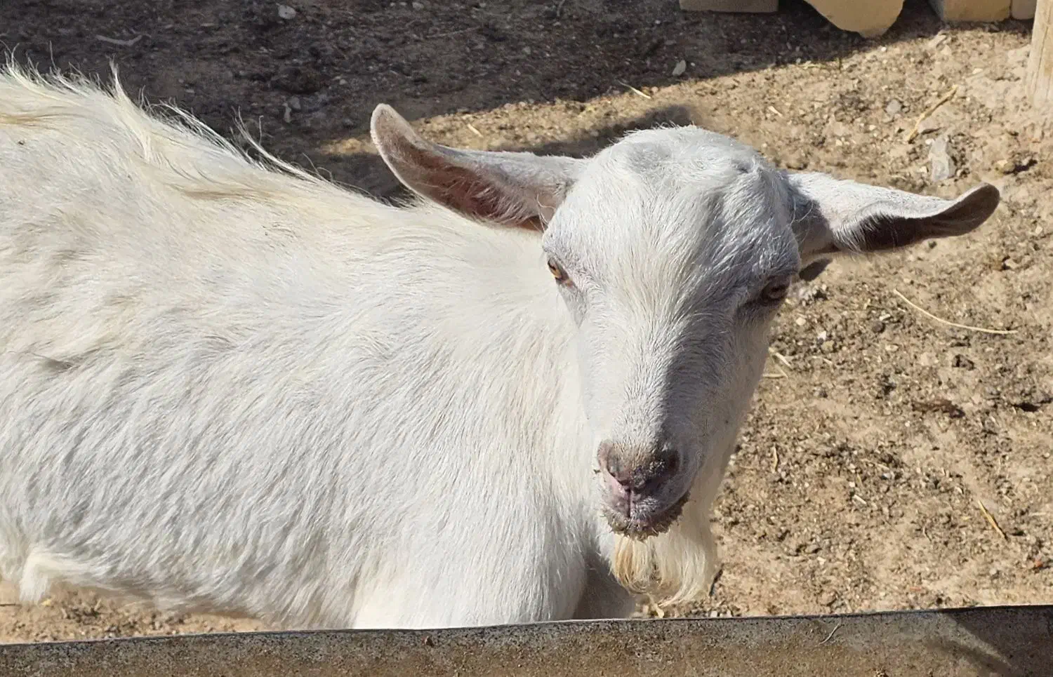 بزغاله سانن|حیوانات مزرعه|قائن, |دیوار