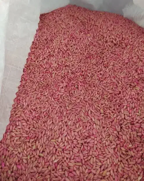 انواع گندم مهرگان سیروان نقد موجود|حراج|دهلران, |دیوار