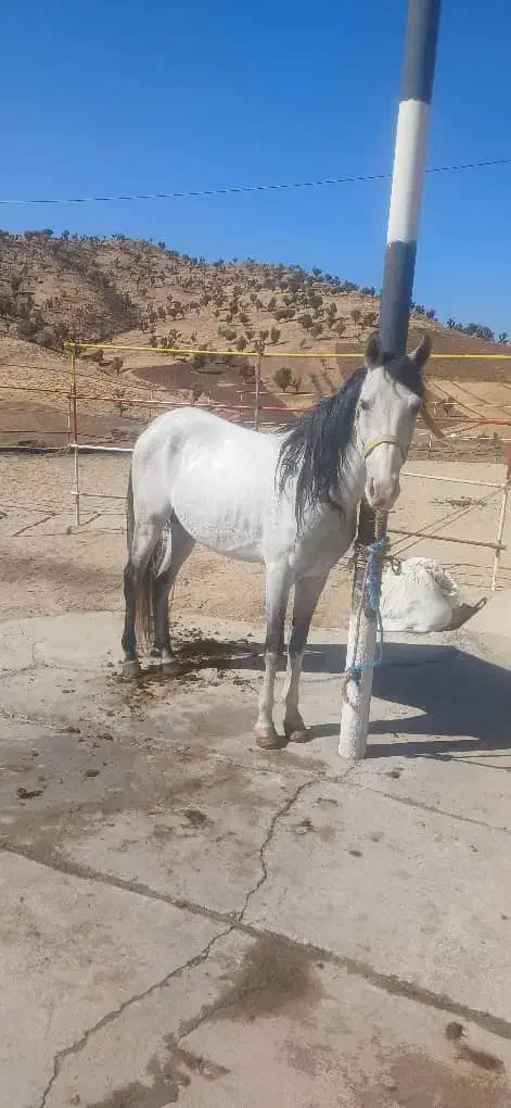 اسب|اسب و تجهیزات اسبسواری|سنندج, |دیوار