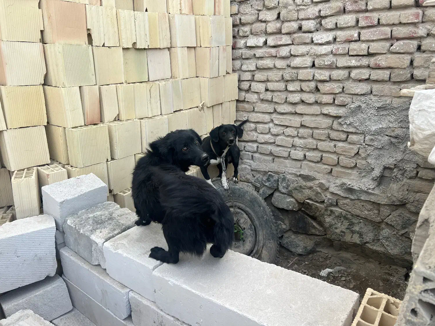 فروش سگ نر و ماده پاکوتاه|سگ|مشهد, نوید|دیوار