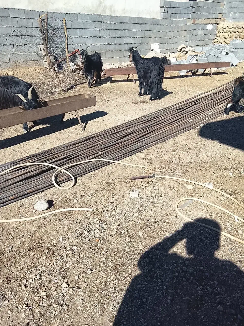 بز زاییده|حیوانات مزرعه|بازفت, |دیوار