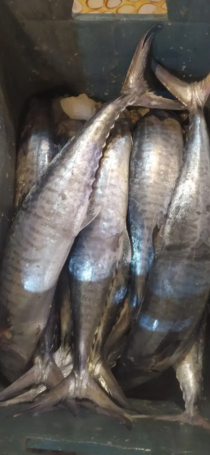 میگو درشت|ماهی|بندر ماهشهر, |دیوار