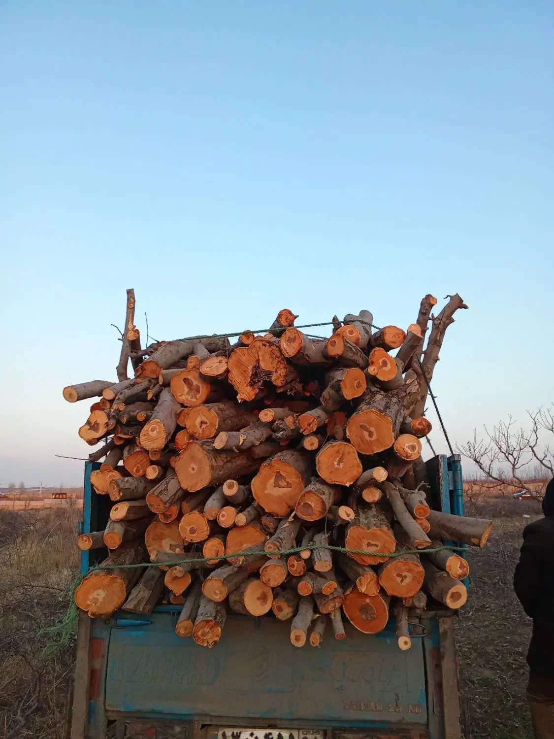 پاکسازی درختان حیاط وباغچه|خدمات باغبانی و درختکاری|مشگین شهر, |دیوار