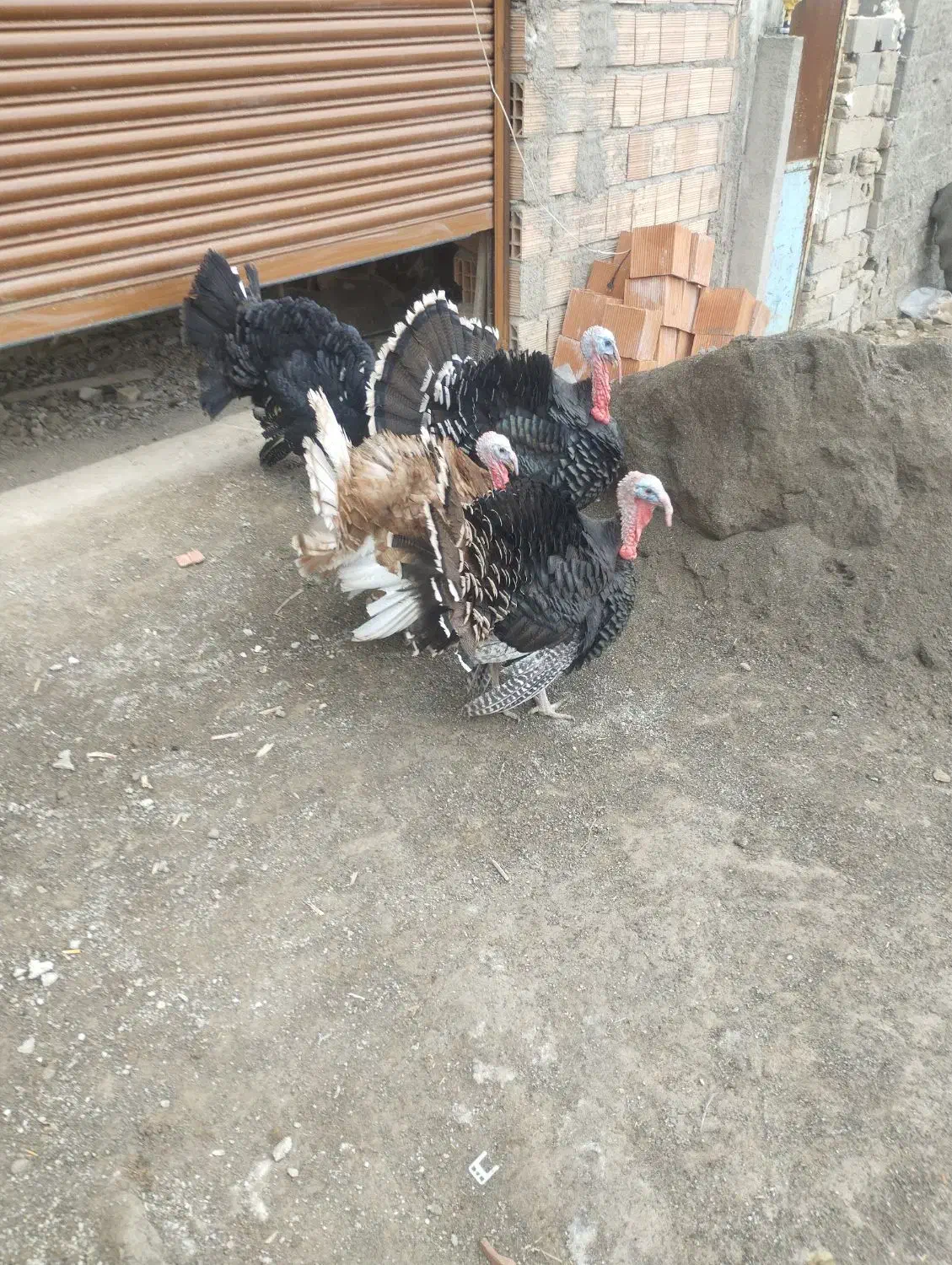 ۴عدد.بقلمو.نر.حدود۶.کیلو|حیوانات مزرعه|گرگان, |دیوار