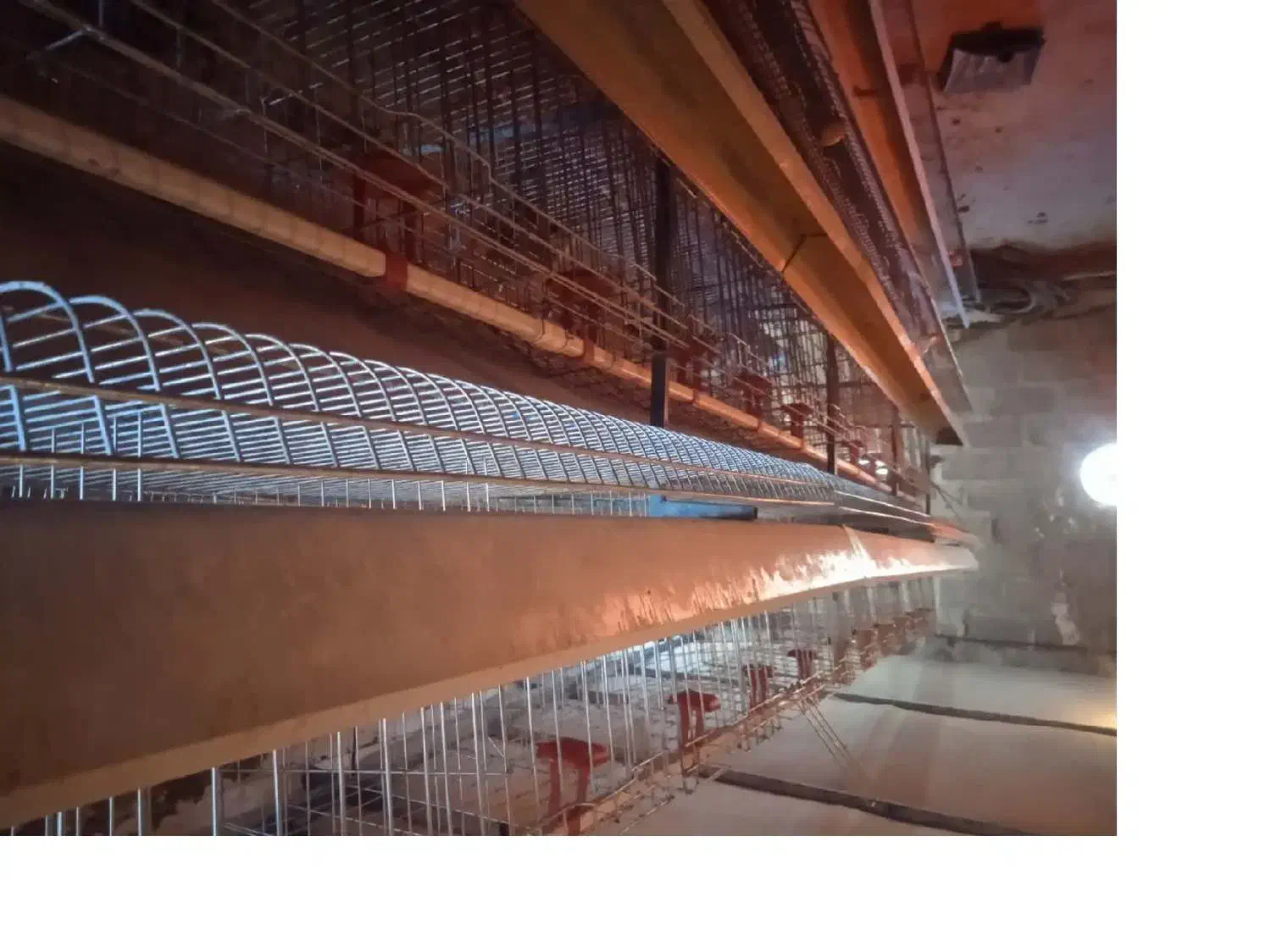 قفس مرغ تخمگذار استاده|لوازم جانبی حیوانات|تفرش, |دیوار