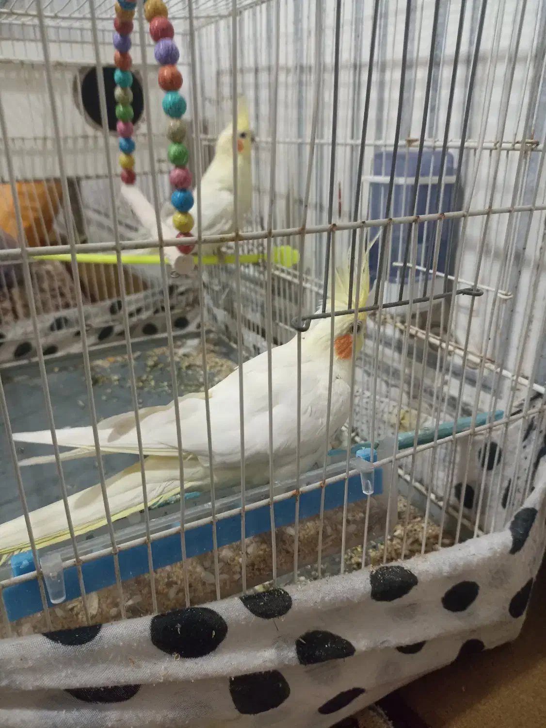 جفت عروس هلندی نرو ماده|پرنده|تربت جام, میان جام|دیوار