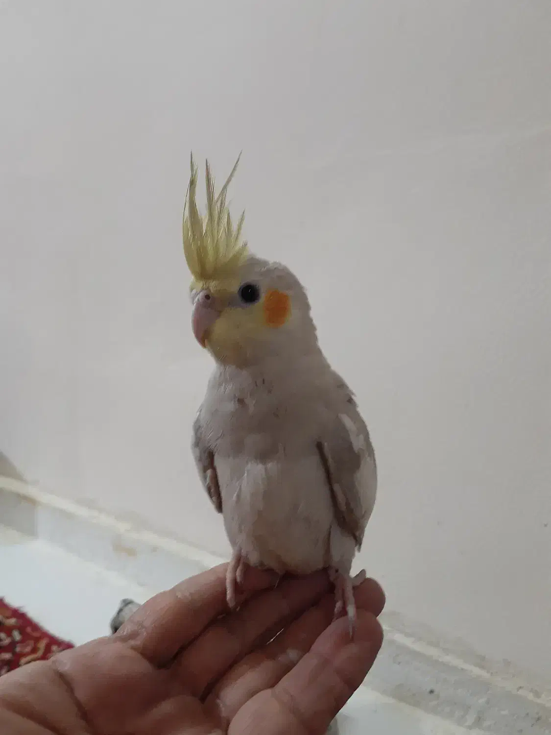 پرنده|پرنده|بندر امام خمینی, |دیوار