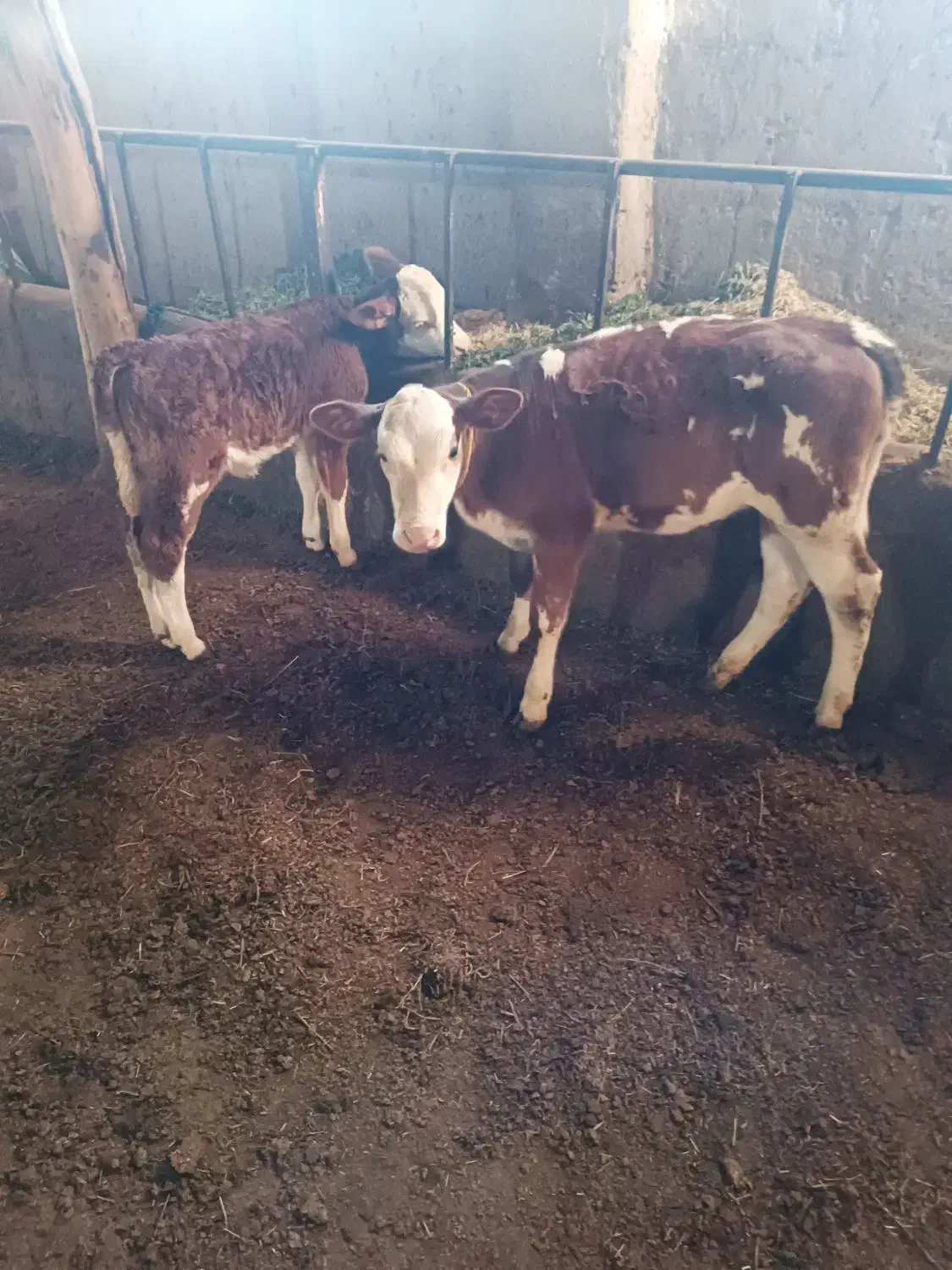 گوساله ماده دوعدد|حیوانات مزرعه|کشاورز, |دیوار