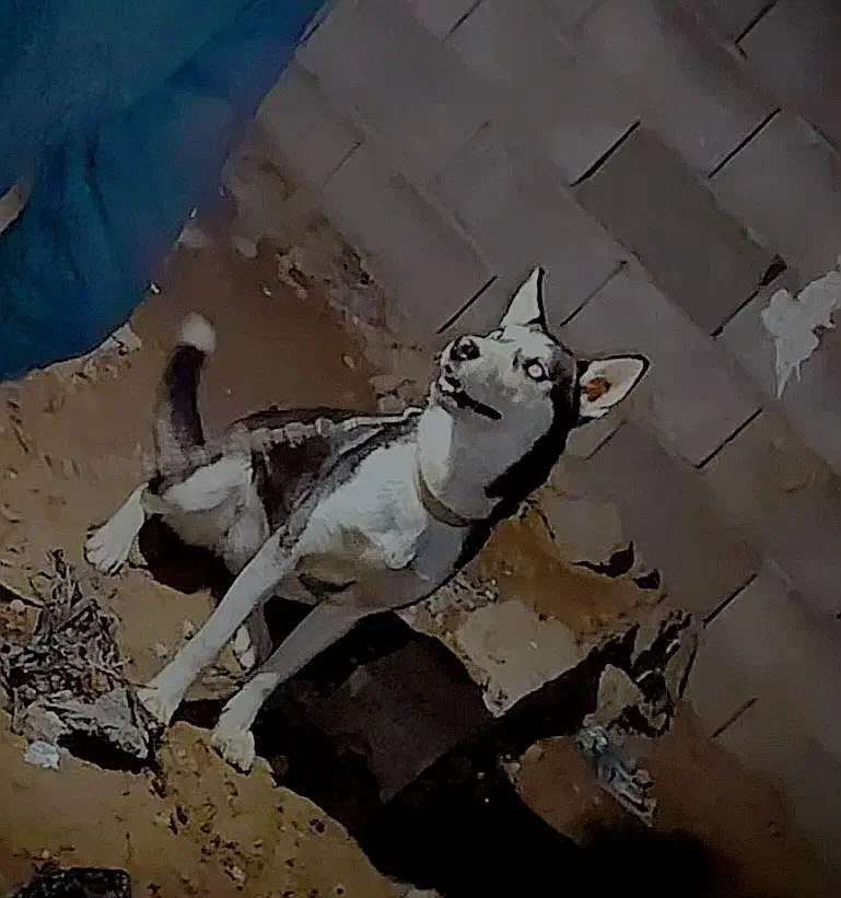 سگ هاسکی|سگ|مشهد, طرق|دیوار