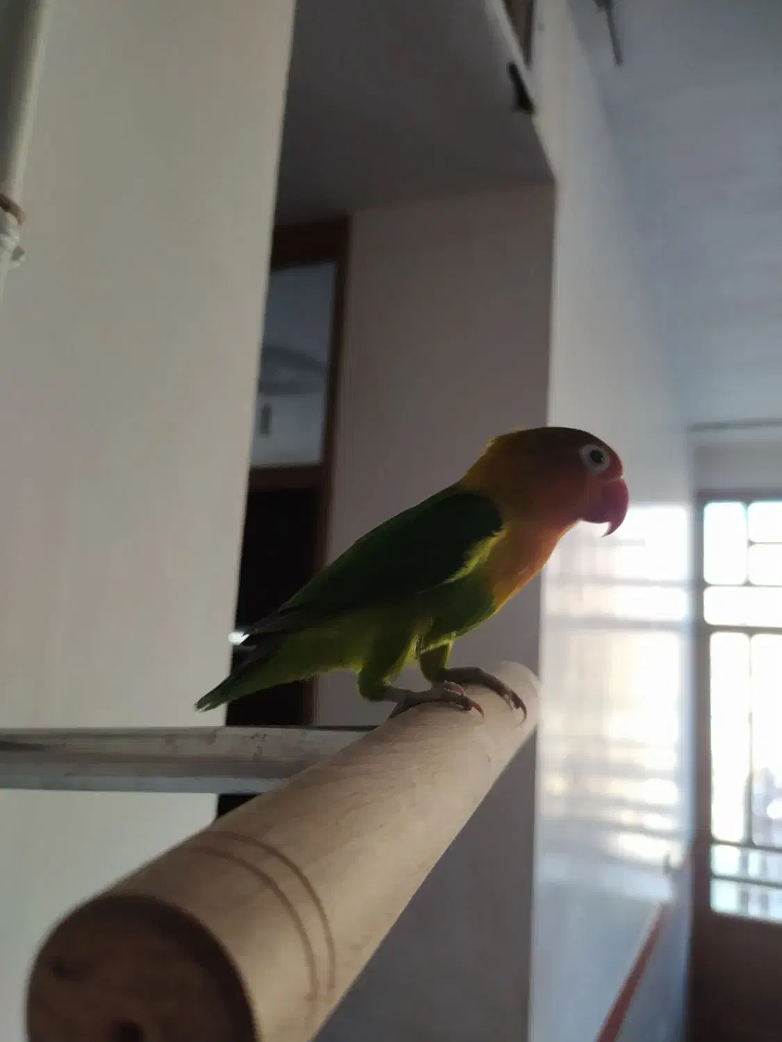 طوطی برزیلی|پرنده|پاوه, |دیوار