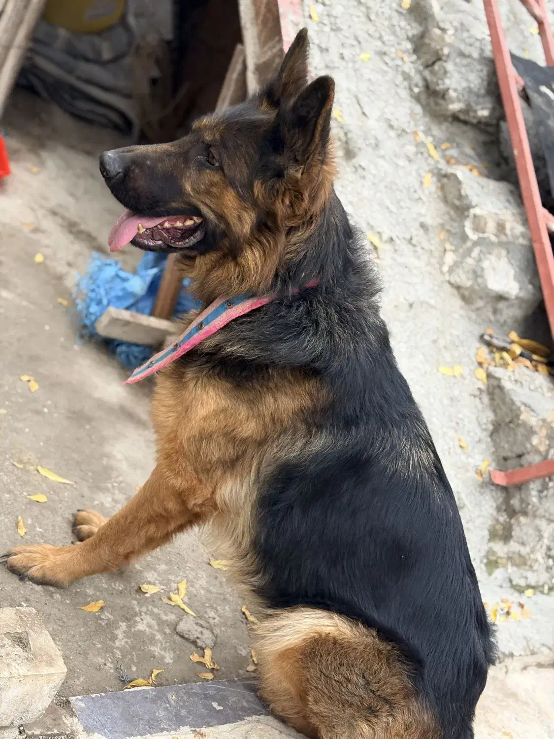 سگ ژرمن شپرد شولاین کینگ|سگ|گرگان, |دیوار