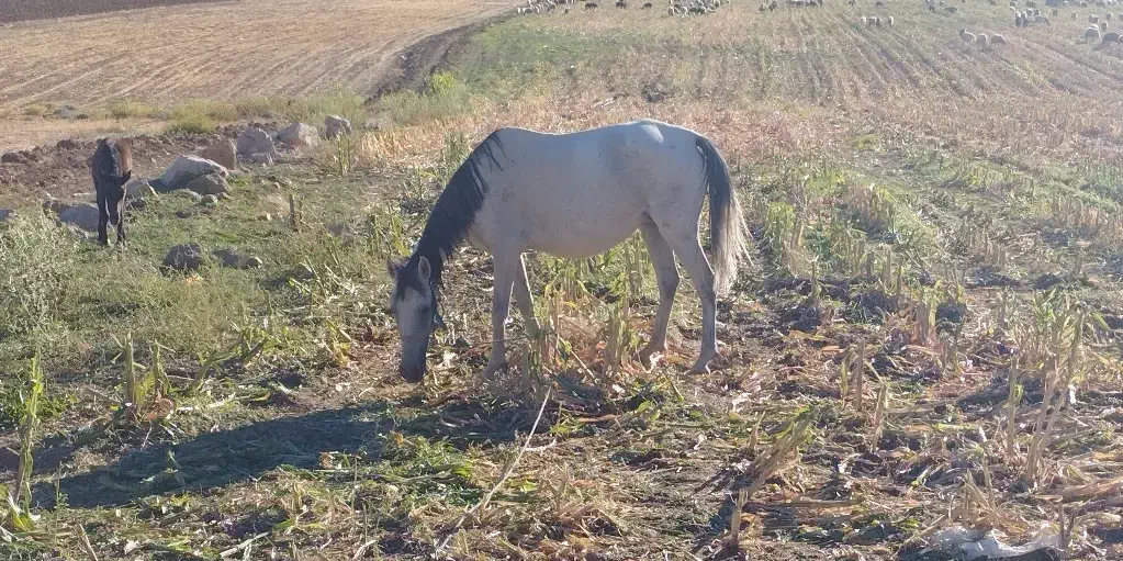مادیان|اسب و تجهیزات اسبسواری|خرمآباد, |دیوار