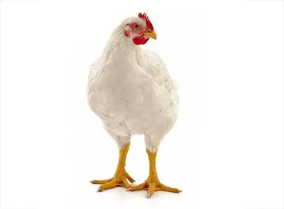 مرغ تخم گذار|حیوانات مزرعه|قهدریجان, |دیوار