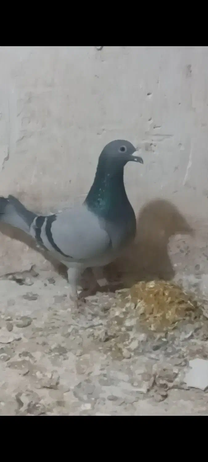 کبوتر|پرنده|تربت جام, پاسداران|دیوار