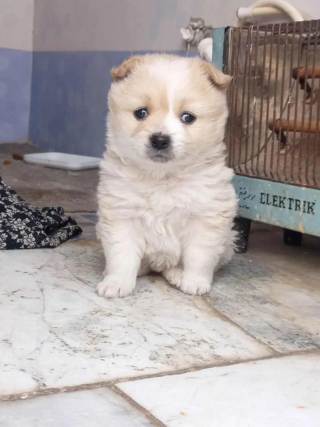 سگ پامرروباهی توله|سگ|مشهد, جلالیه|دیوار