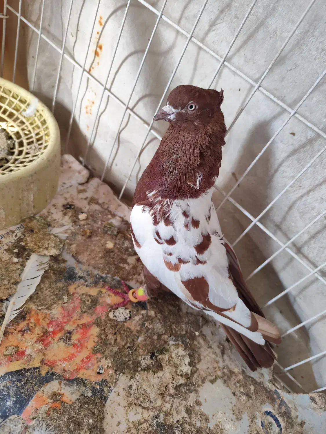 کفتر در بهبهان|پرنده|شیراز, بهارستان|دیوار