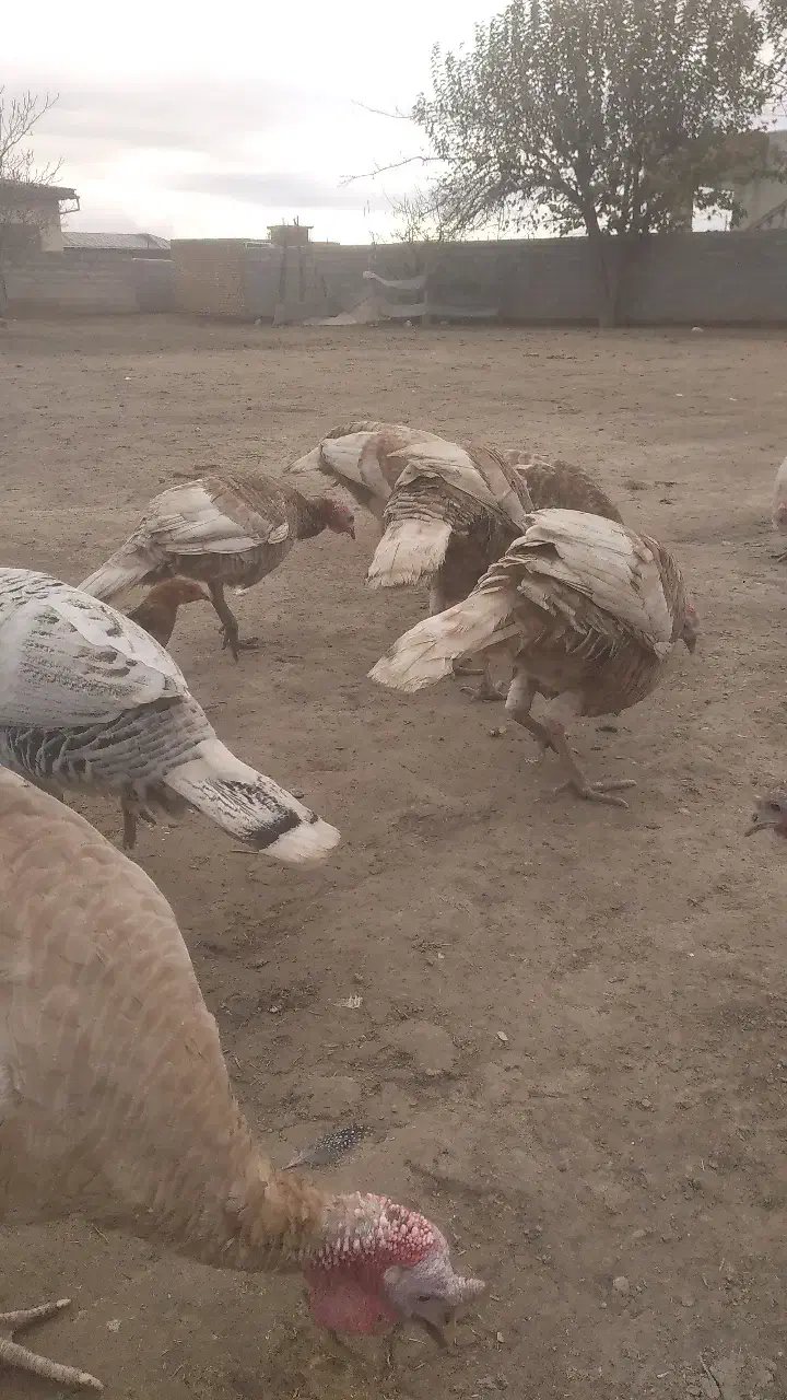 بوقلمون محلی|حیوانات مزرعه|گنبد کاووس, |دیوار