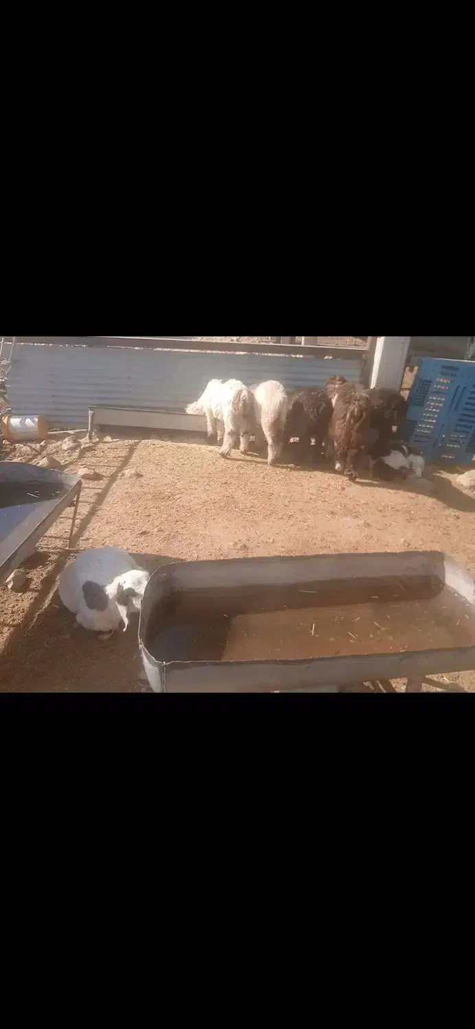 بره چاق۳۰راس|حیوانات مزرعه|مسجد سلیمان, |دیوار