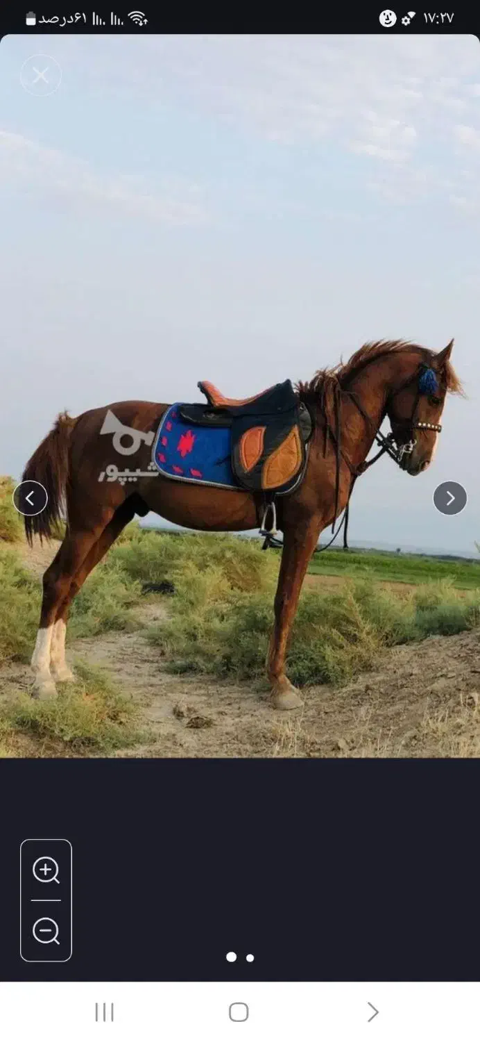 اسب|اسب و تجهیزات اسبسواری|ویلکیج, |دیوار