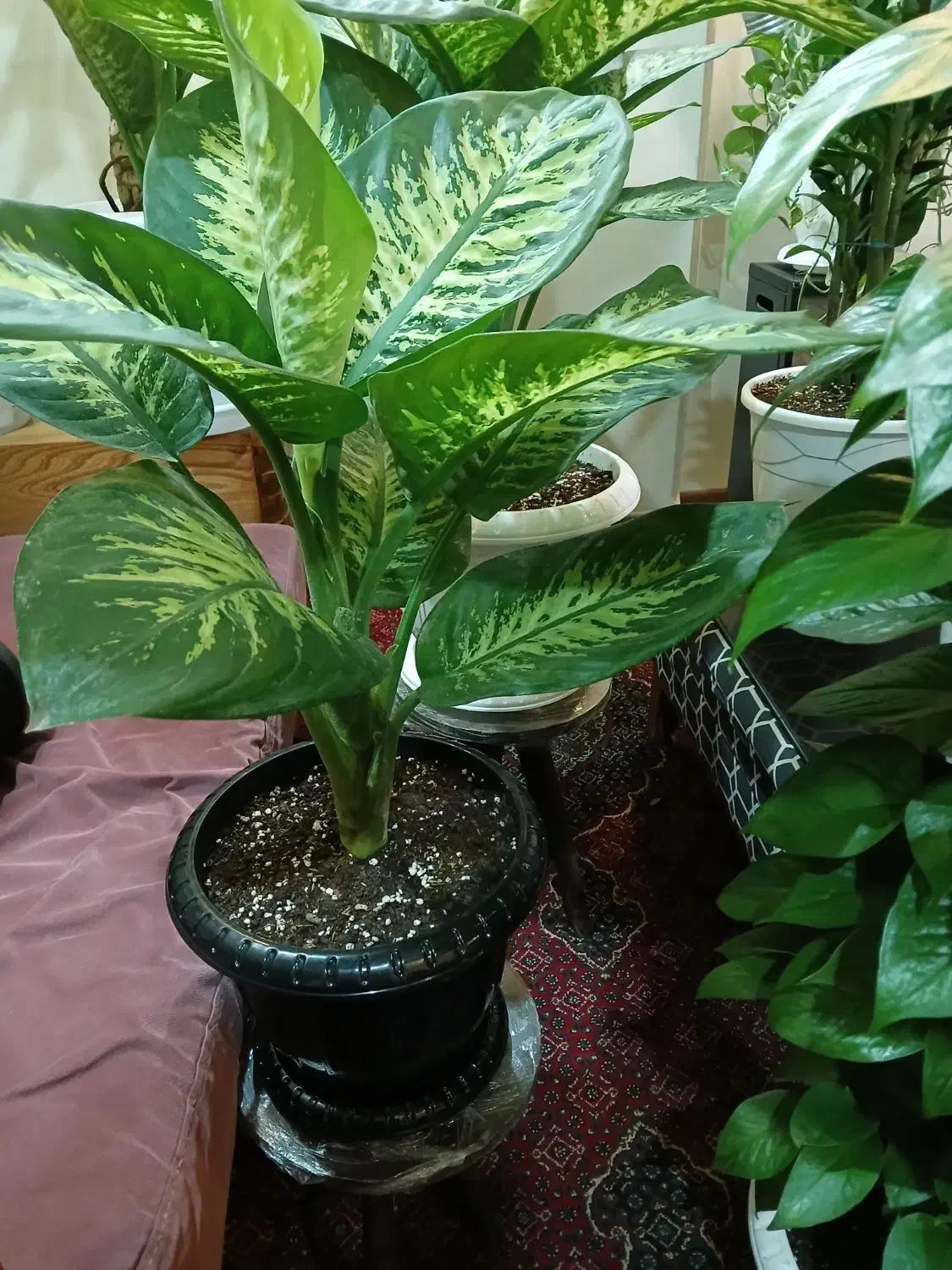 گلهای اپارتمانی سالم به قیمت|گل و گیاه طبیعی|تهران, دهقان|دیوار