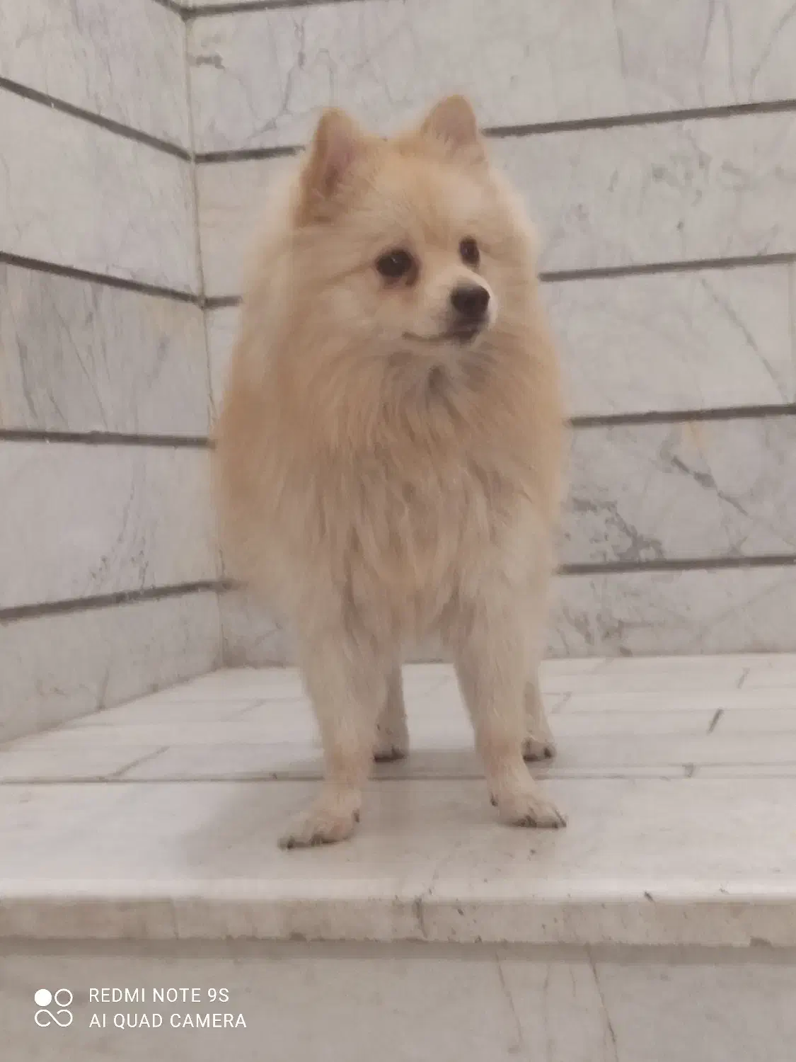 پامرین|سگ|قزوین, |دیوار