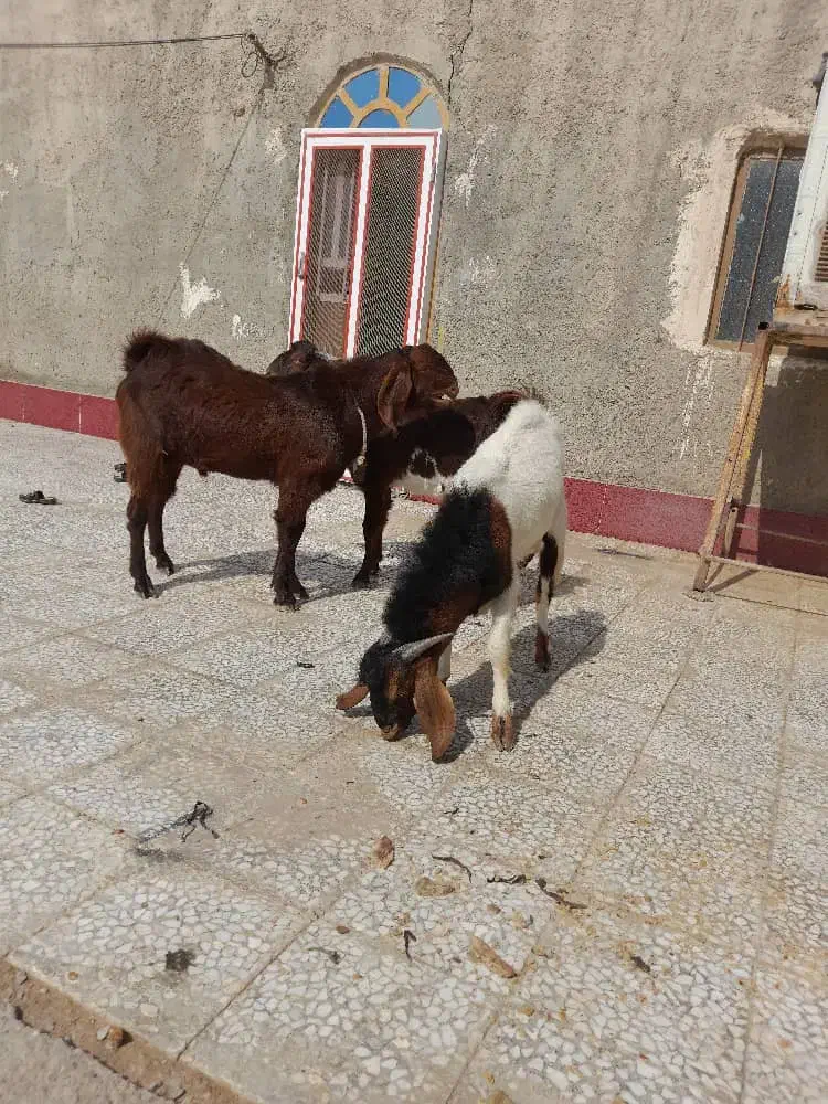 نربز|حیوانات مزرعه|زاهدان, |دیوار