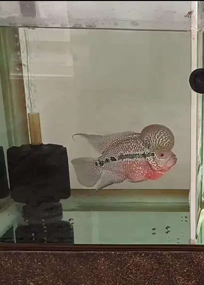 فلاور مولد با کیفیت|ماهی|مهاباد (آذربایجان غربی), |دیوار