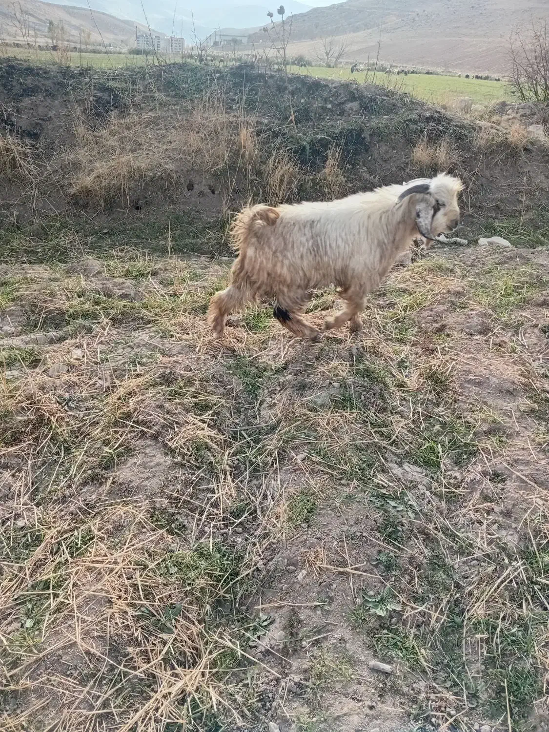 سه تا چپش نر|حیوانات مزرعه|دورود, |دیوار