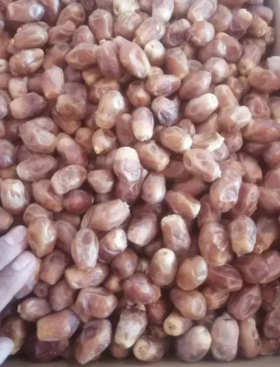 قصب زاهدی|خوردنی و آشامیدنی|لنگرود, |دیوار