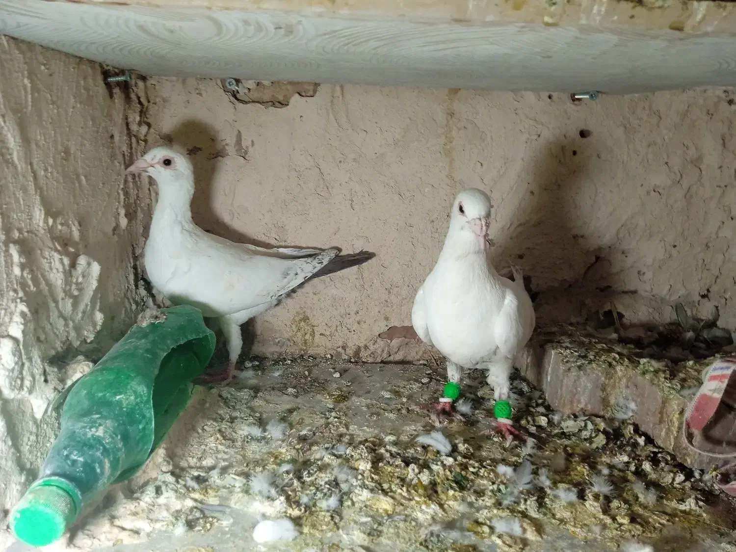 سه جفت سبز و سفید سرخ|پرنده|کاشمر, |دیوار