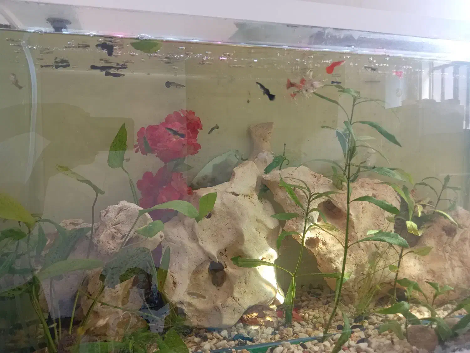 فروش ماهی گوپی ومولی|ماهی|شیراز, سعدیه شمالی|دیوار