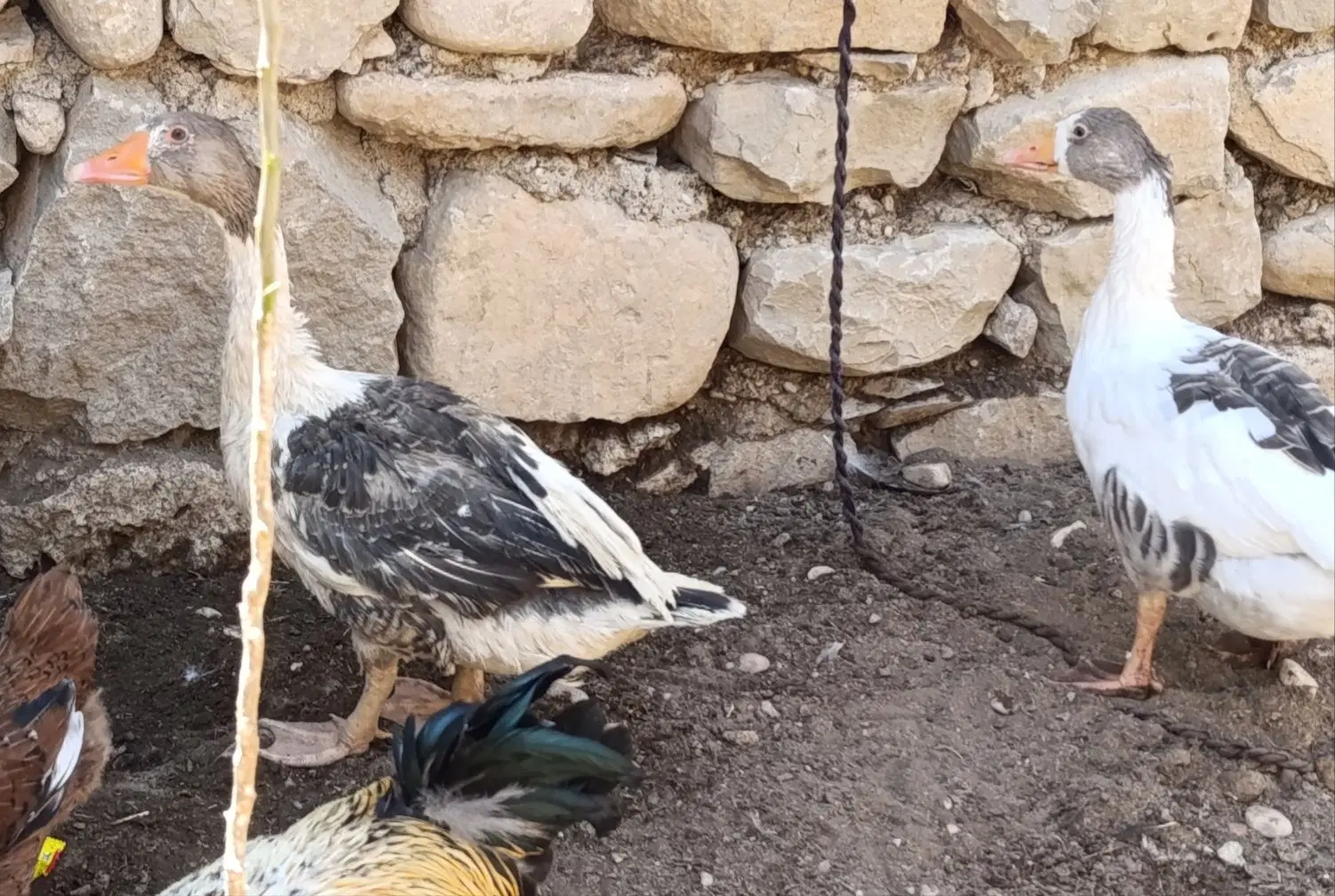 غاز|حیوانات مزرعه|مسجد سلیمان, |دیوار