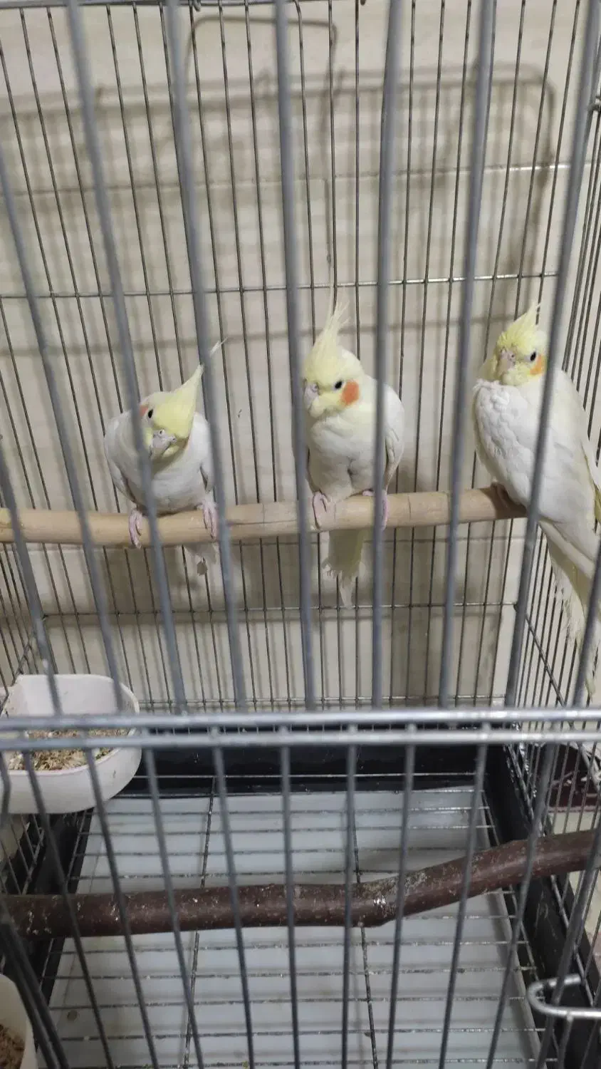 عروس هلندی|پرنده|مهاجران, |دیوار