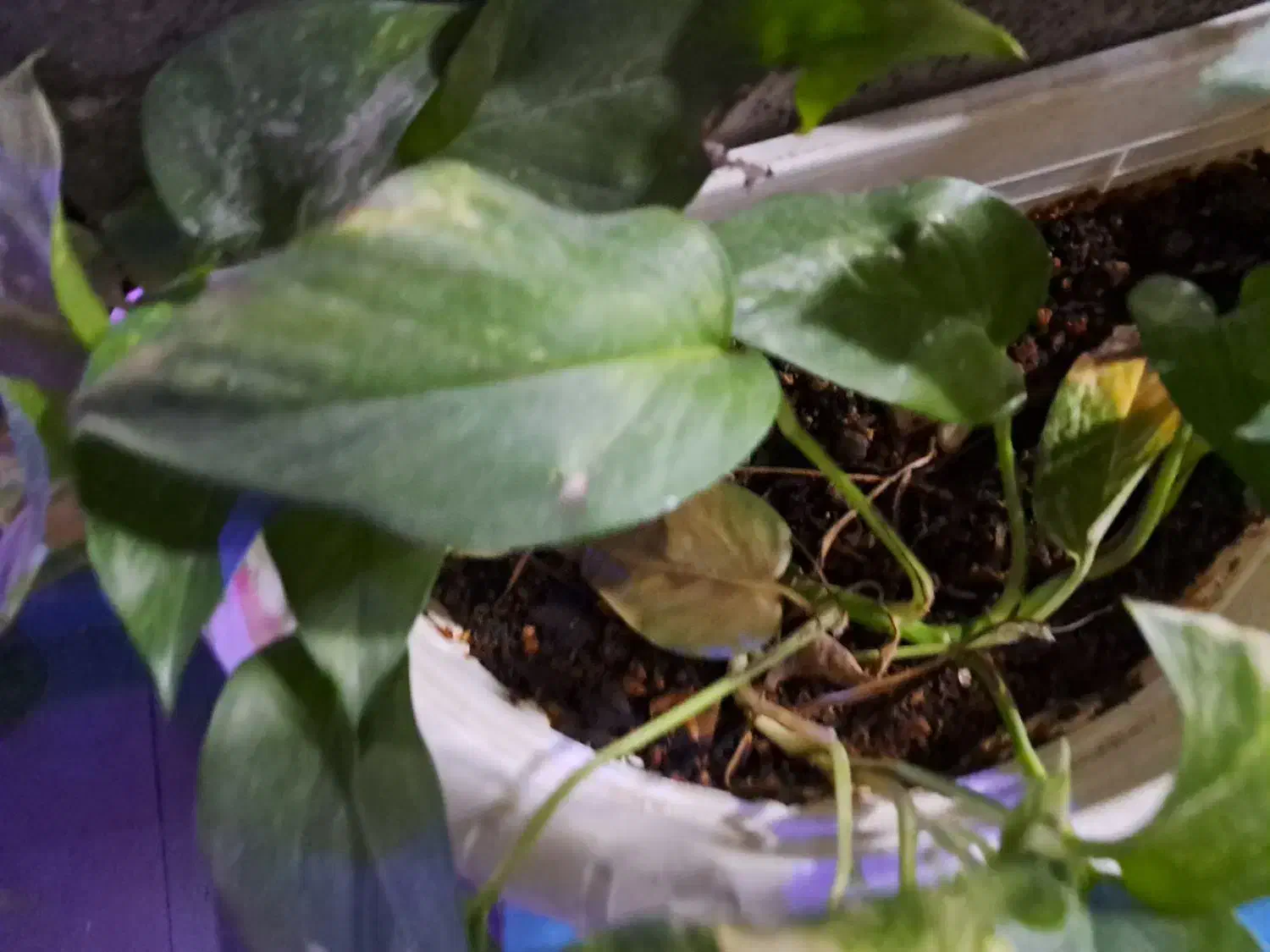 نیروکار (پسر)|استخدام خدمات فروشگاه و رستوران|زرند, |دیوار