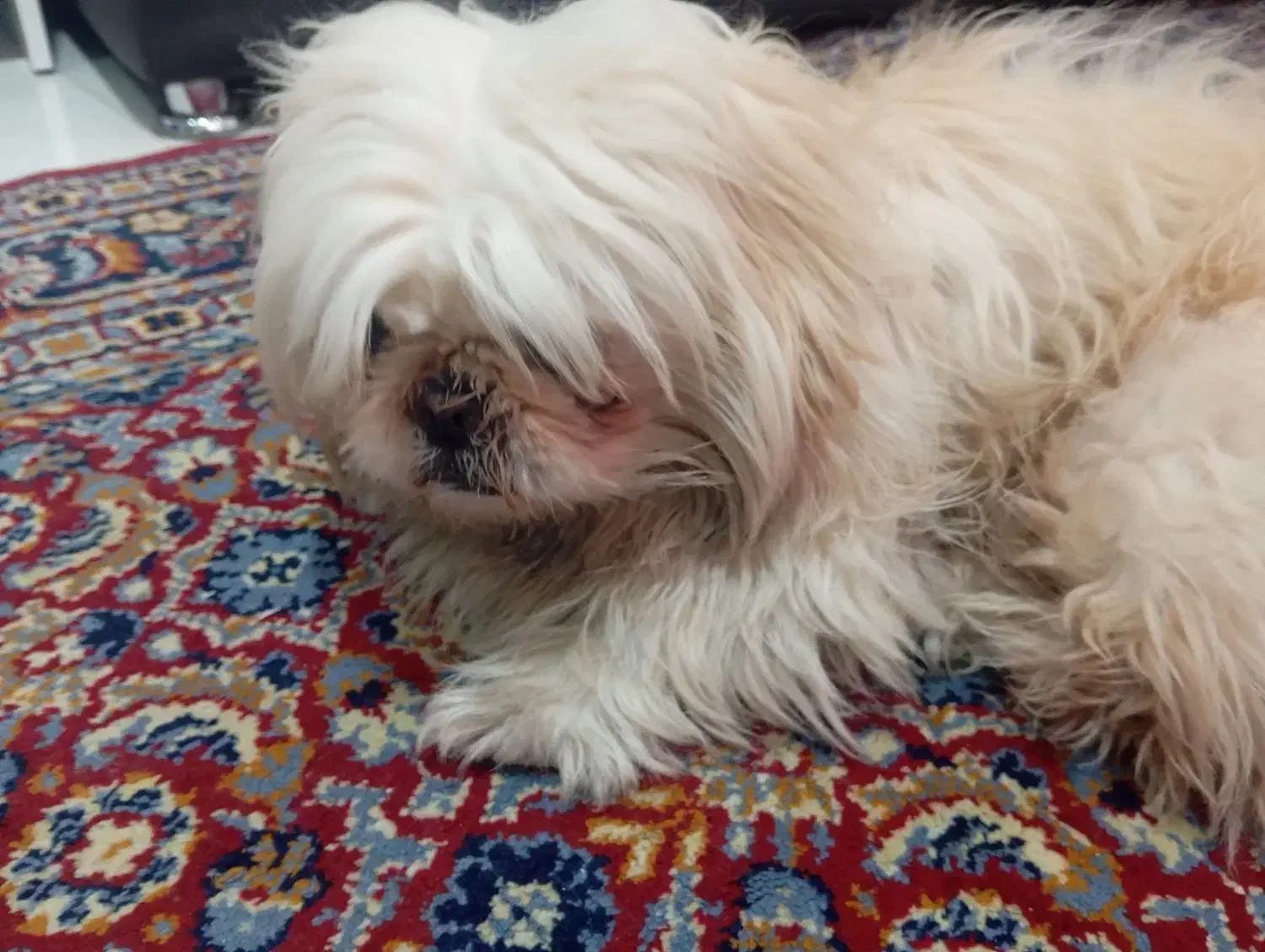 واگذاری پاپی|سگ|گلبهار, شهر جدید گلبهار|دیوار