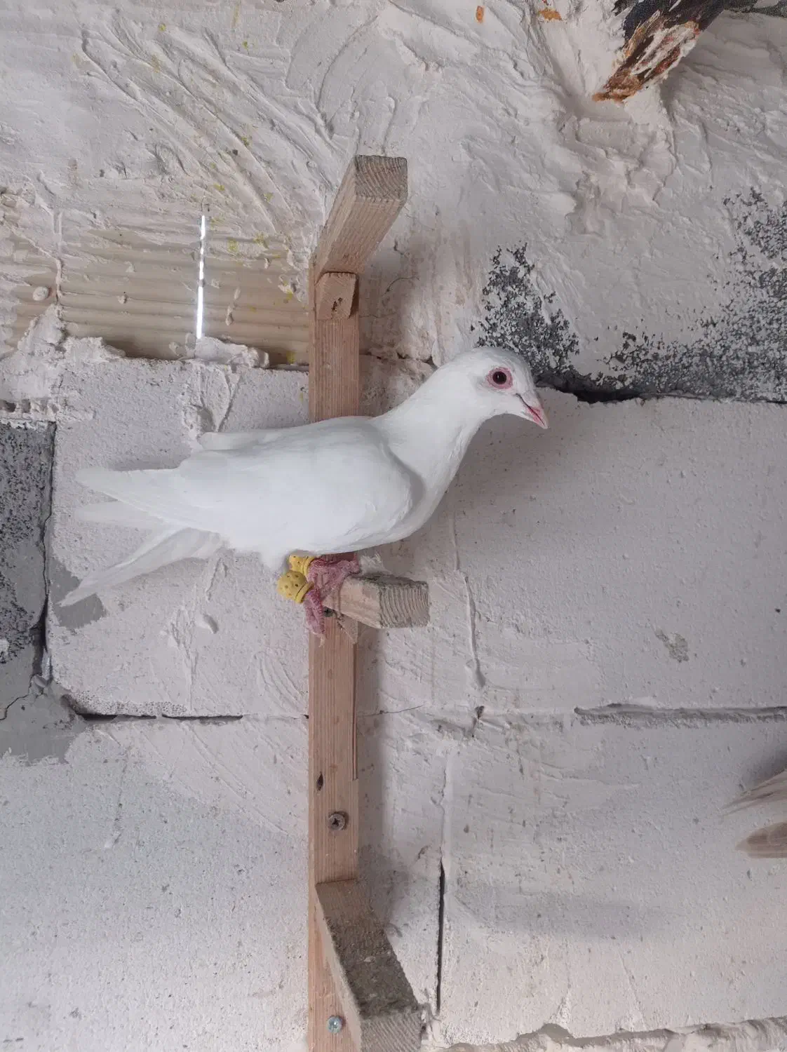 کفتر|پرنده|قزوین, |دیوار