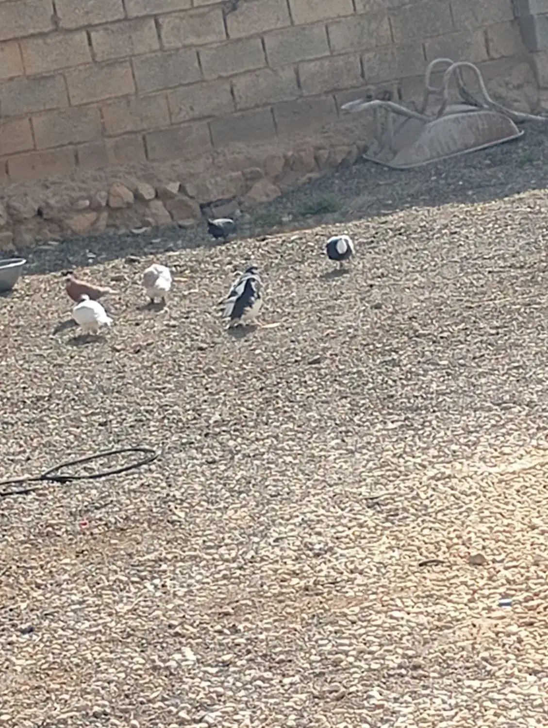 کبوتر رنگی|پرنده|ششده و قره بلاغ, |دیوار