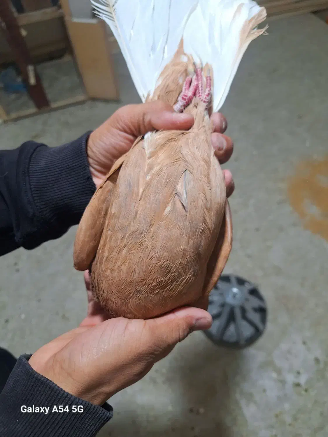 کفتر دم سفید|پرنده|نیشابور, شهرک قدس|دیوار