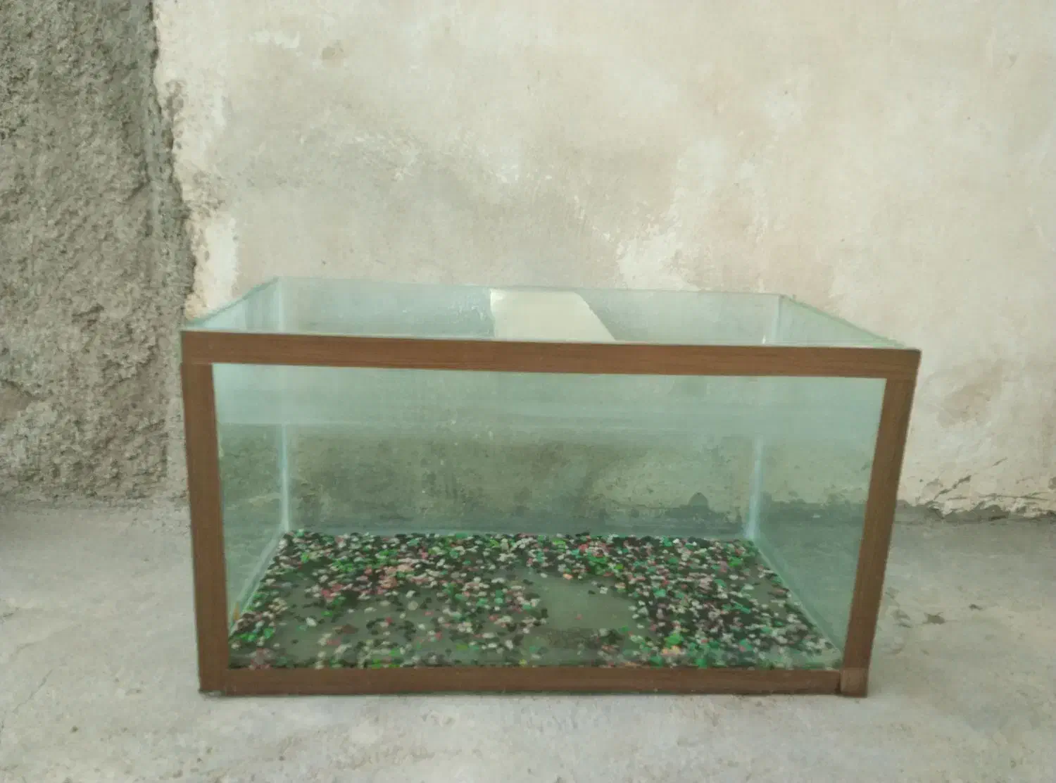 اکواریوم|ماهی|تربت‌حیدریه, بالا ولایت|دیوار