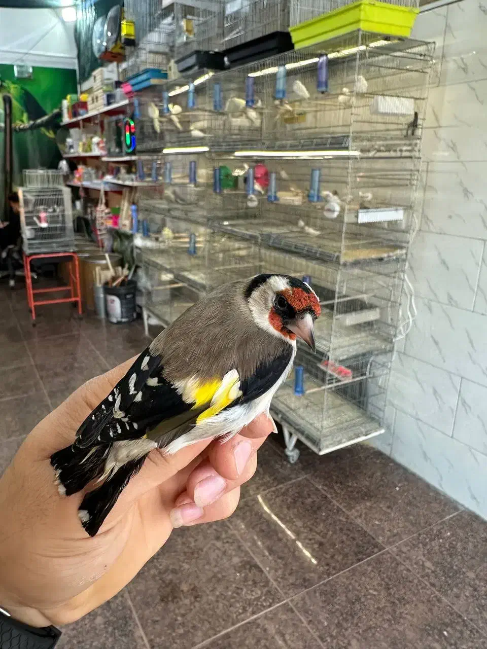 کلبه پرنده|پرنده|ساوه, |دیوار